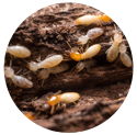 termite_baiting_system_icon