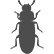 redFlourBeetle_icon redFlourBeetle_icon